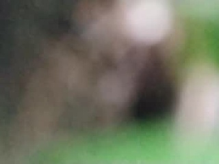 blackburncade11