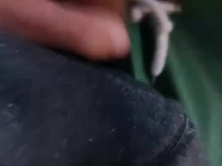 cam827233