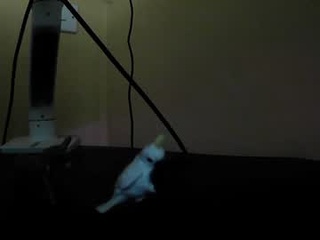 doggyboydon